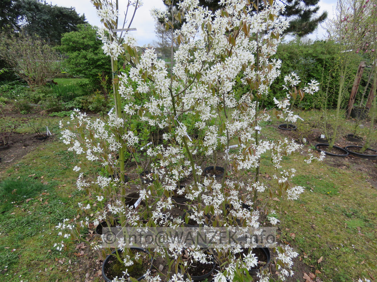 Amelanchier lamarckii - Austrieb und Bluete 01.JPG
